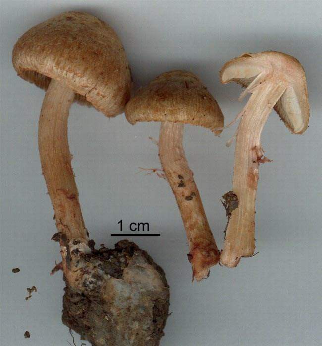 Inocybe pisciodora